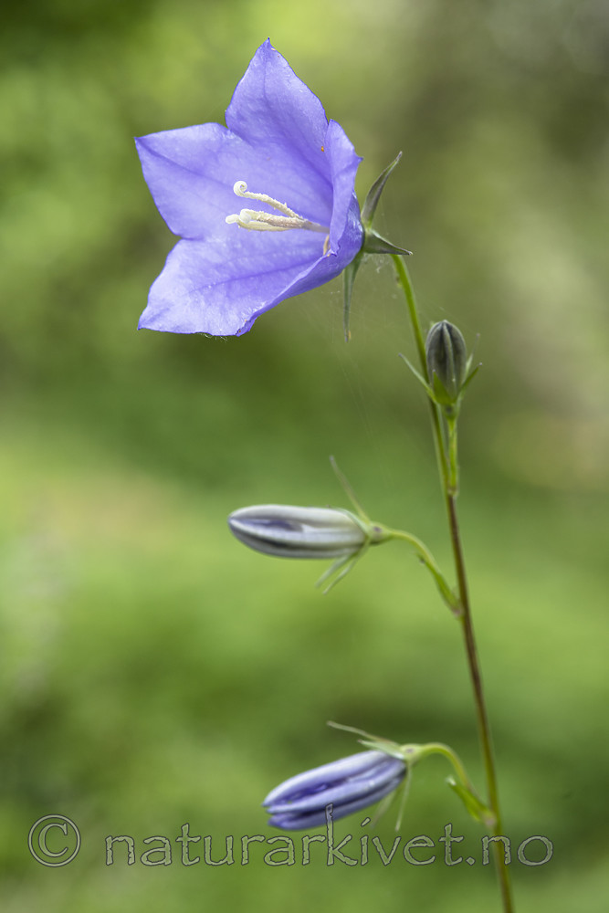BB_20170622_0043 / Campanula persicifolia / Fagerklokke