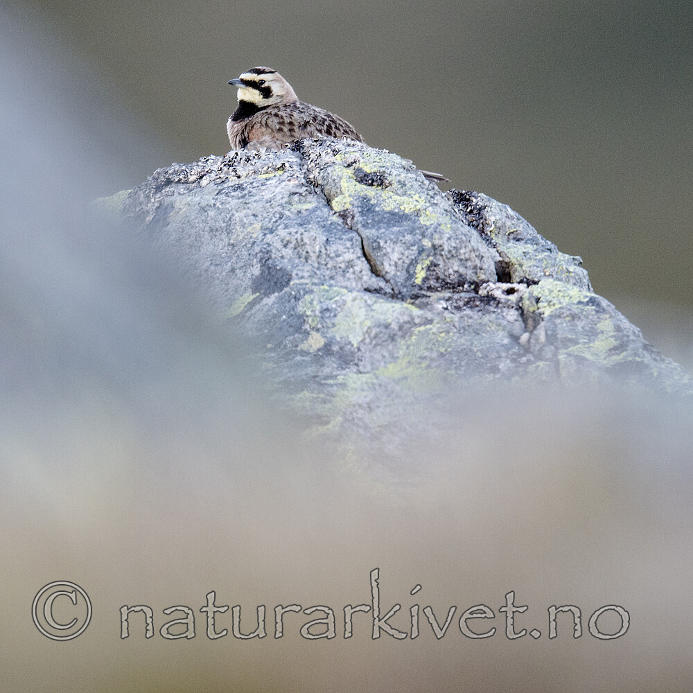 BB_20170626_0215 / Eremophila alpestris / Fjellerke