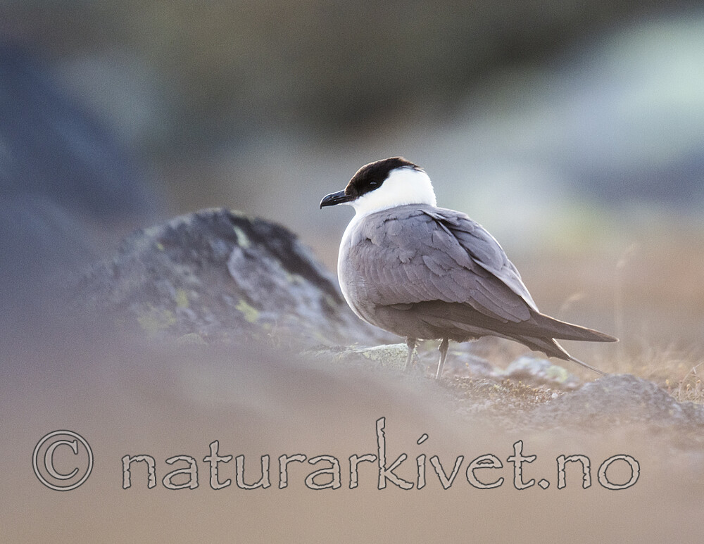 BB_20170626_0453 / Stercorarius longicaudus / Fjelljo