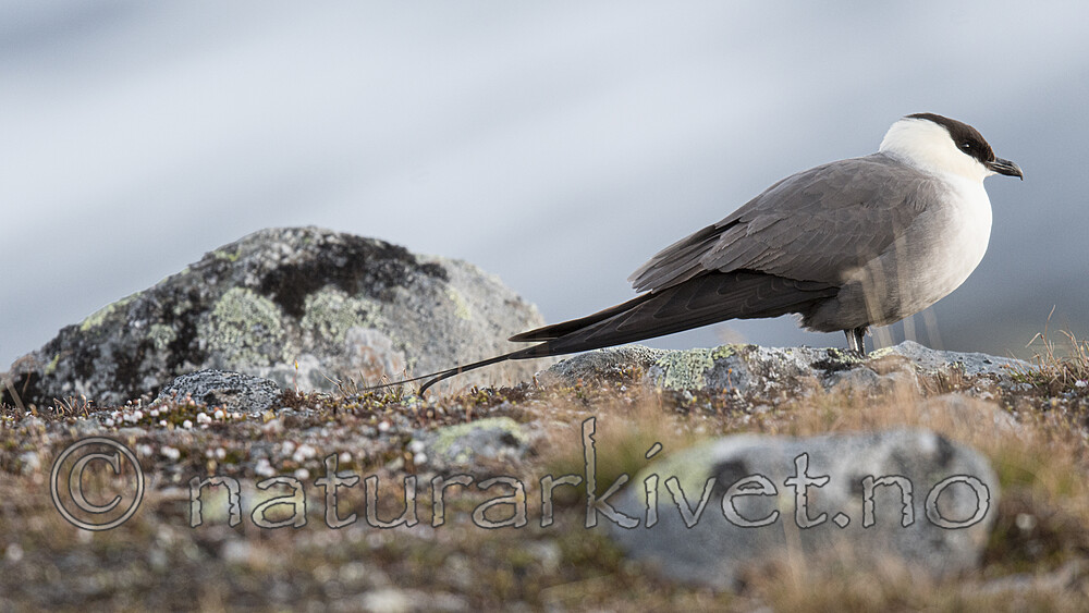 BB_20170626_0483 / Stercorarius longicaudus / Fjelljo