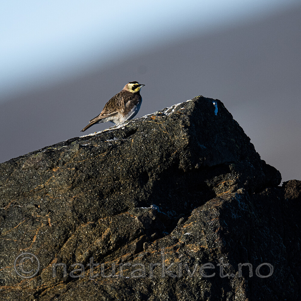 BB_20170627_1265 / Eremophila alpestris / Fjellerke