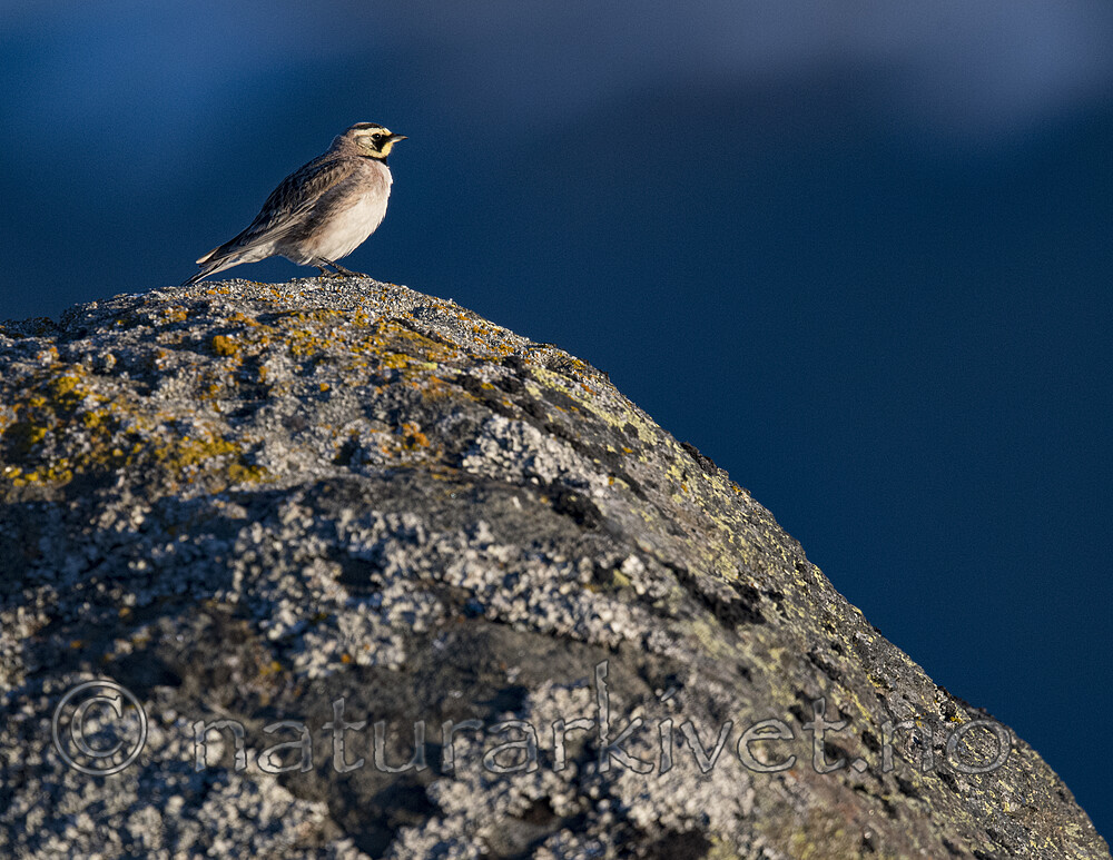 BB_20170627_1344 / Eremophila alpestris / Fjellerke