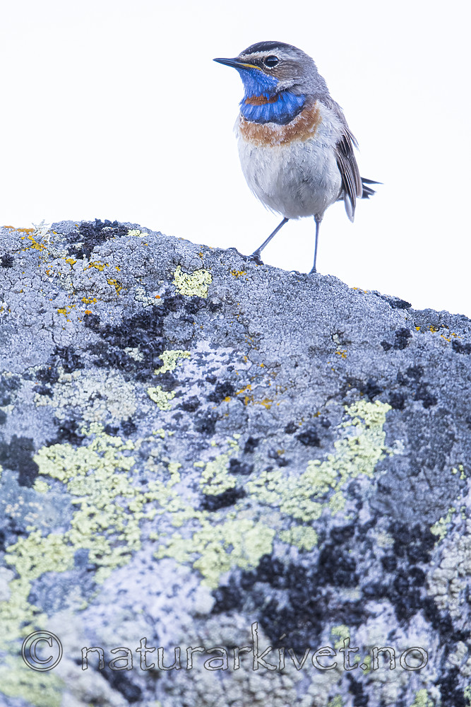 BB_20170628_0126 / Luscinia svecica / Blåstrupe