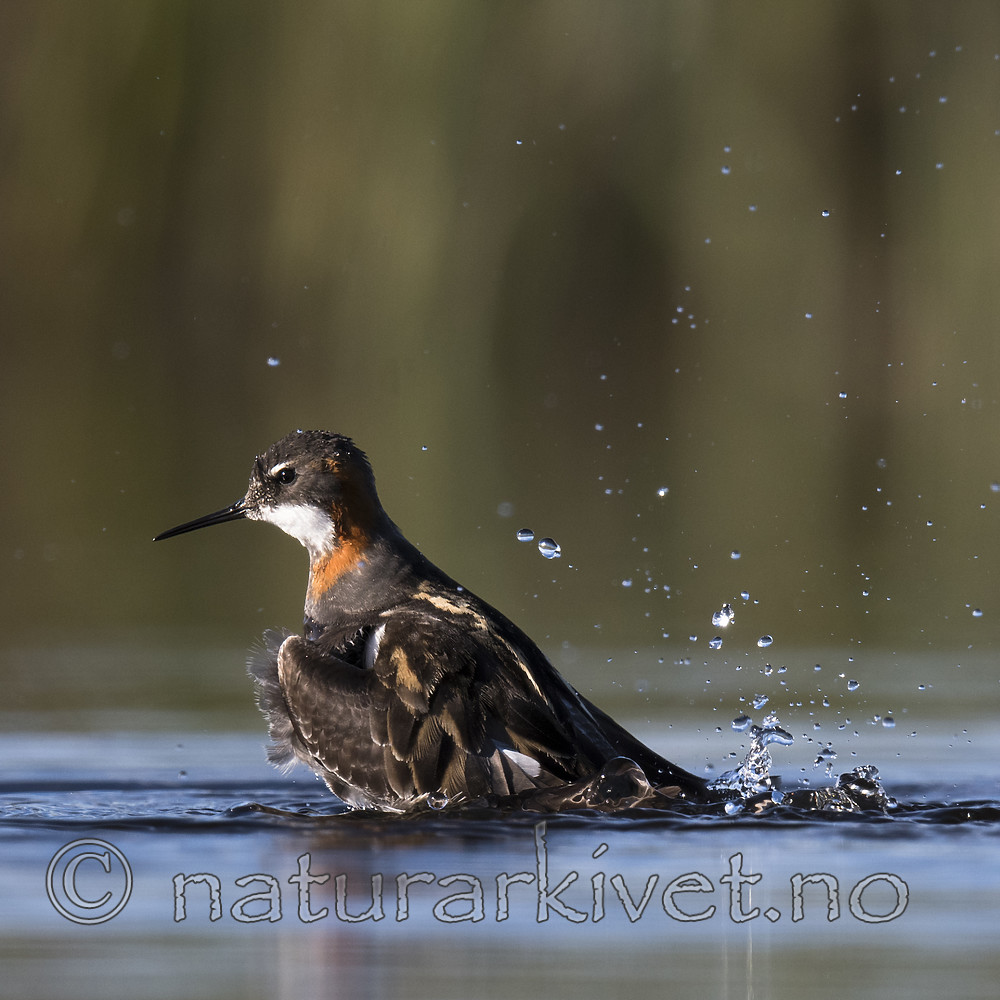 BB_20170628_0281 / Phalaropus lobatus / Svømmesnipe