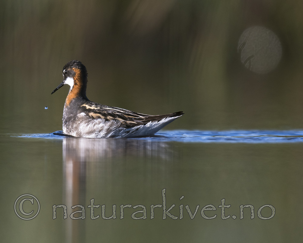 BB_20170628_0374 / Phalaropus lobatus / Svømmesnipe