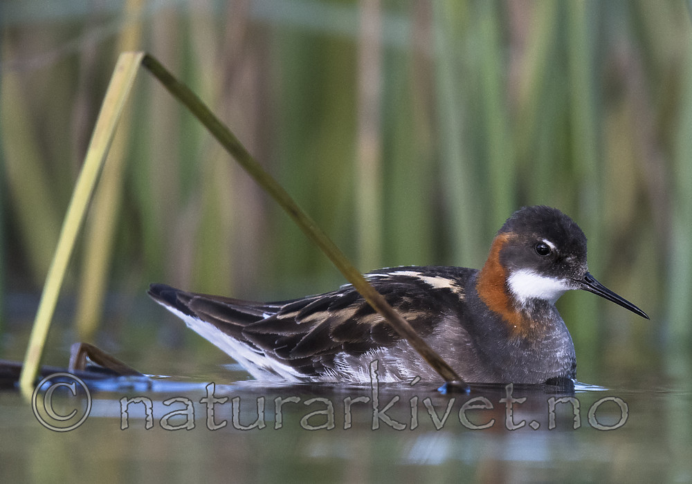 BB_20170628_1112 / Phalaropus lobatus / Svømmesnipe