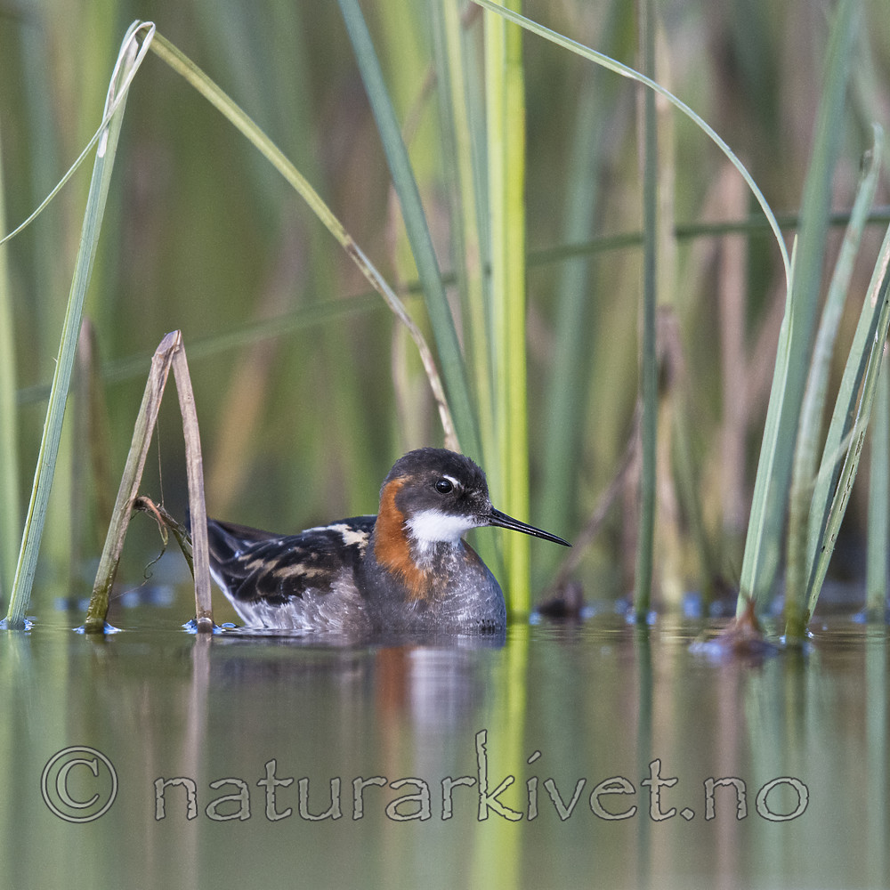BB_20170628_1124 / Phalaropus lobatus / Svømmesnipe