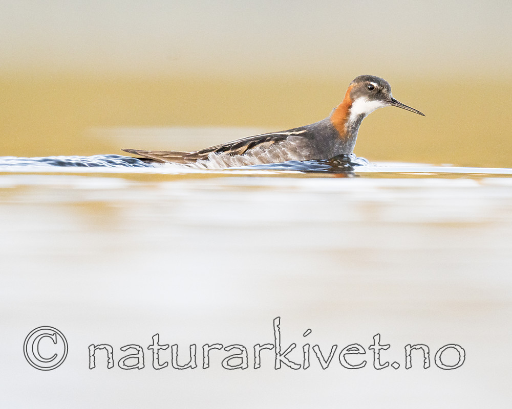 BB_20170628_1528 / Phalaropus lobatus / Svømmesnipe