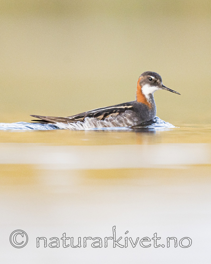 BB_20170628_1542 / Phalaropus lobatus / Svømmesnipe