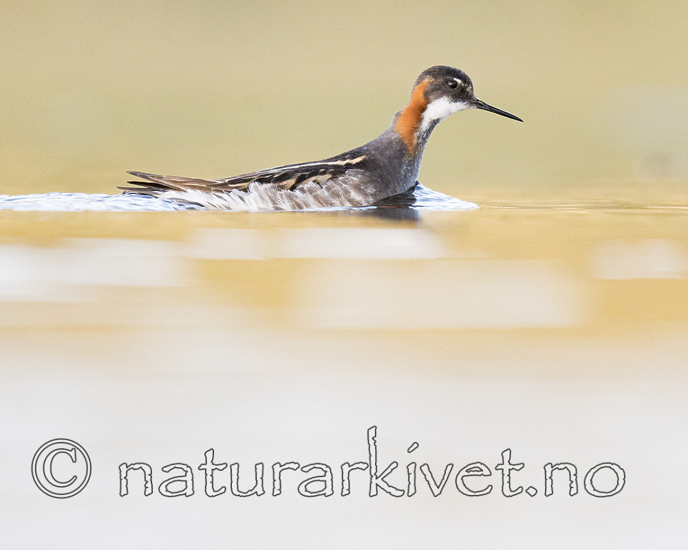 BB_20170628_1547 / Phalaropus lobatus / Svømmesnipe