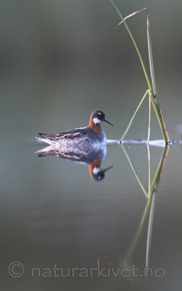 BB_20170628_1561 / Phalaropus lobatus / Svømmesnipe