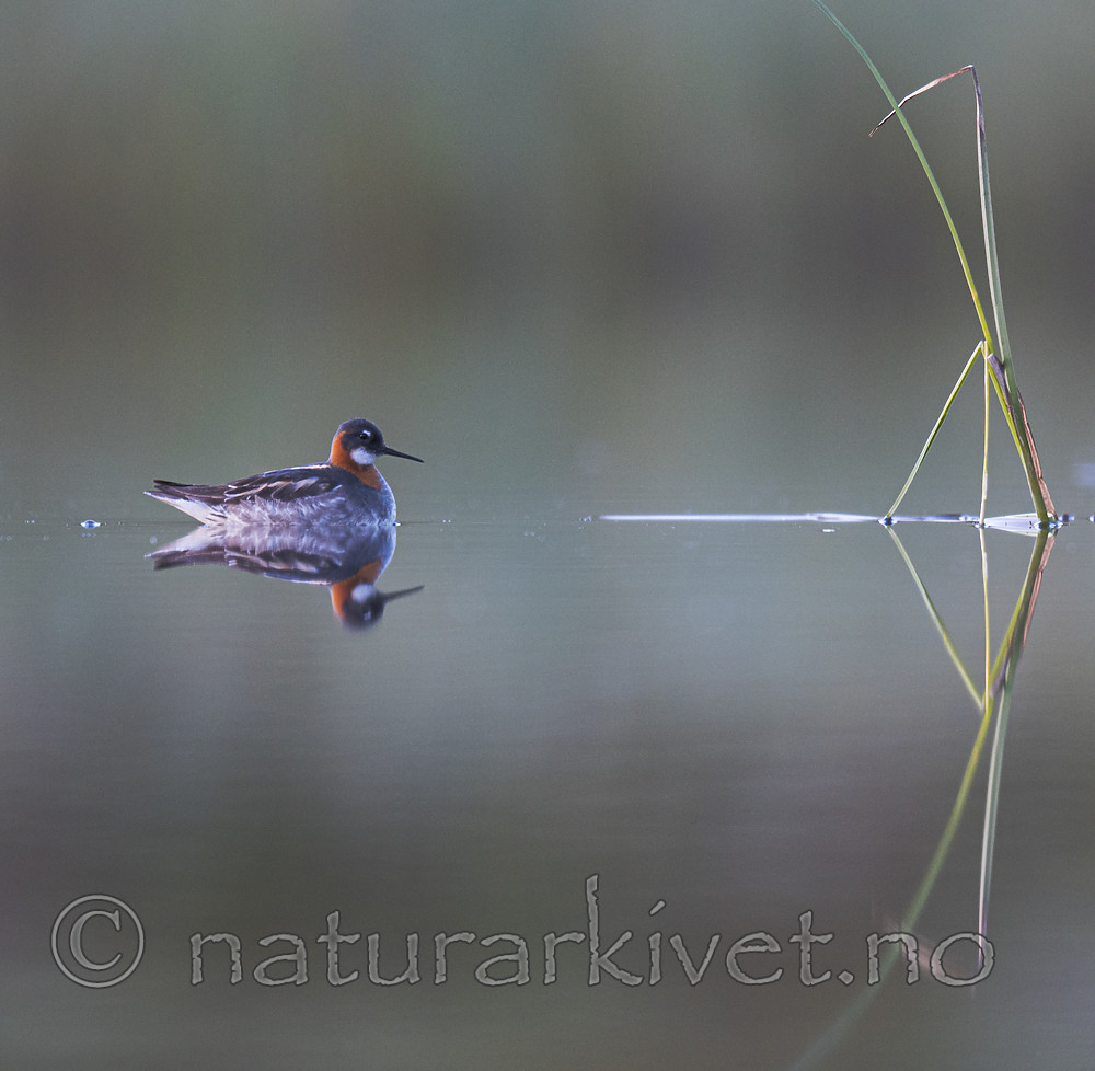 BB_20170628_1604 / Phalaropus lobatus / Svømmesnipe