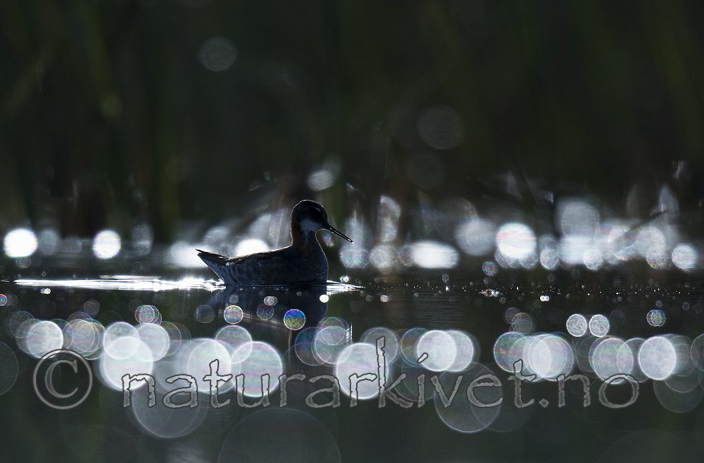 BB_20170629_0019 / Phalaropus lobatus / Svømmesnipe