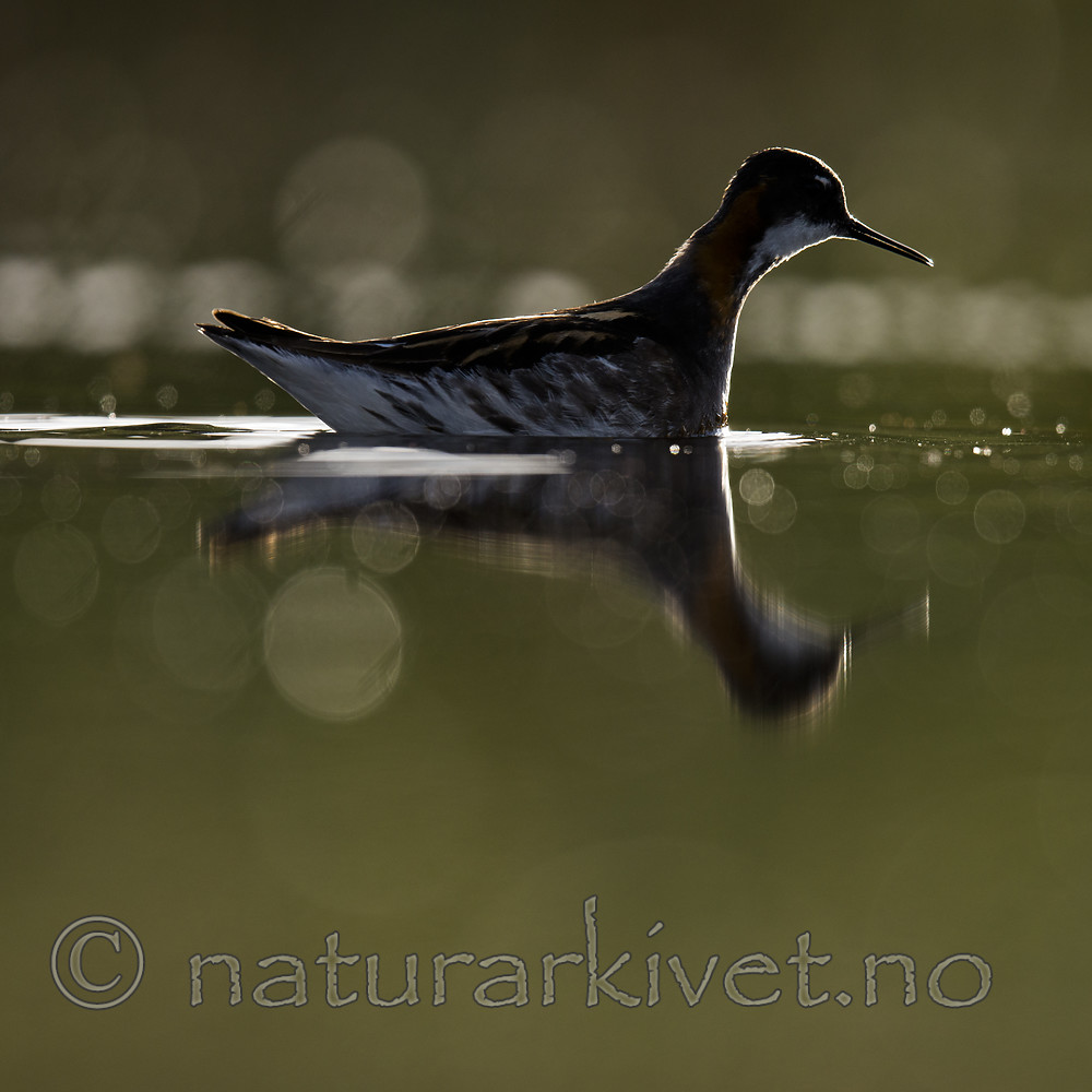 BB_20170629_0029 / Phalaropus lobatus / Svømmesnipe