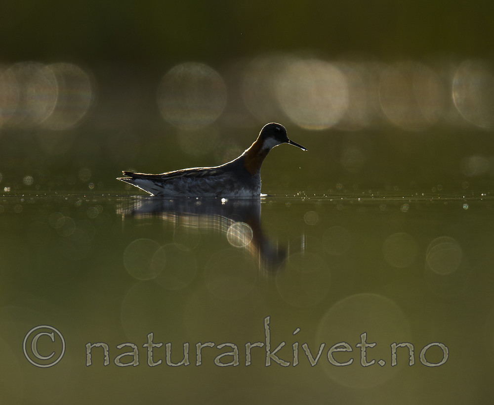 BB_20170629_0054 / Phalaropus lobatus / Svømmesnipe