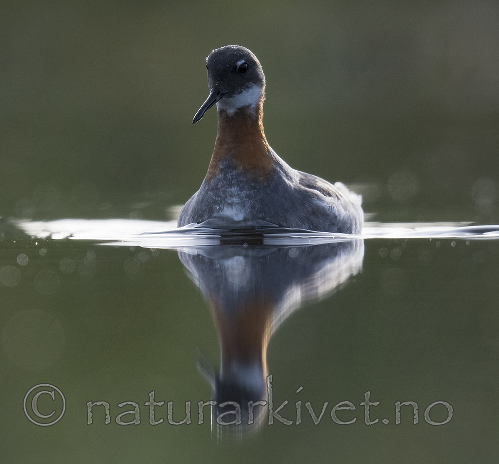 BB_20170629_0173 / Phalaropus lobatus / Svømmesnipe