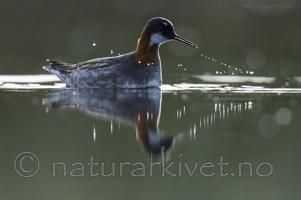 BB_20170629_0180 / Phalaropus lobatus / Svømmesnipe