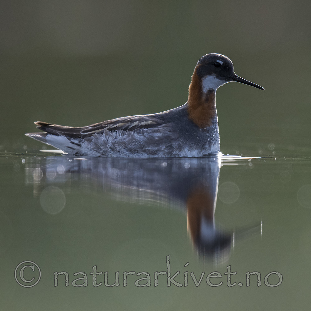 BB_20170629_0183 / Phalaropus lobatus / Svømmesnipe