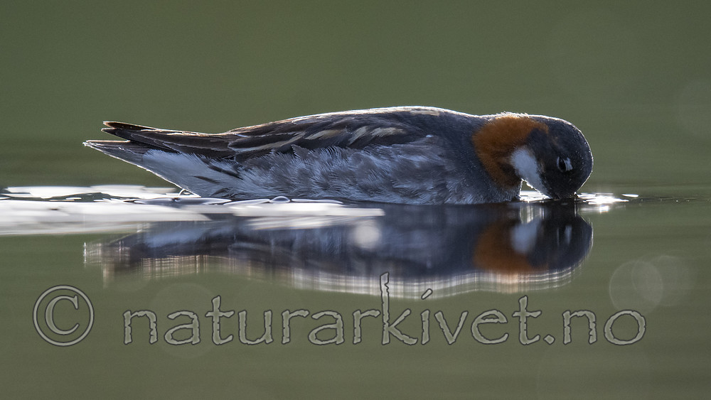 BB_20170629_0189 / Phalaropus lobatus / Svømmesnipe