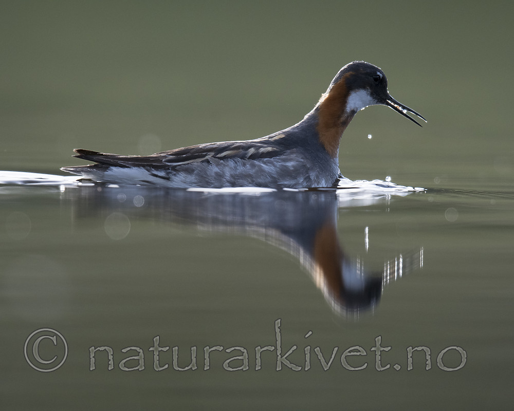 BB_20170629_0194 / Phalaropus lobatus / Svømmesnipe