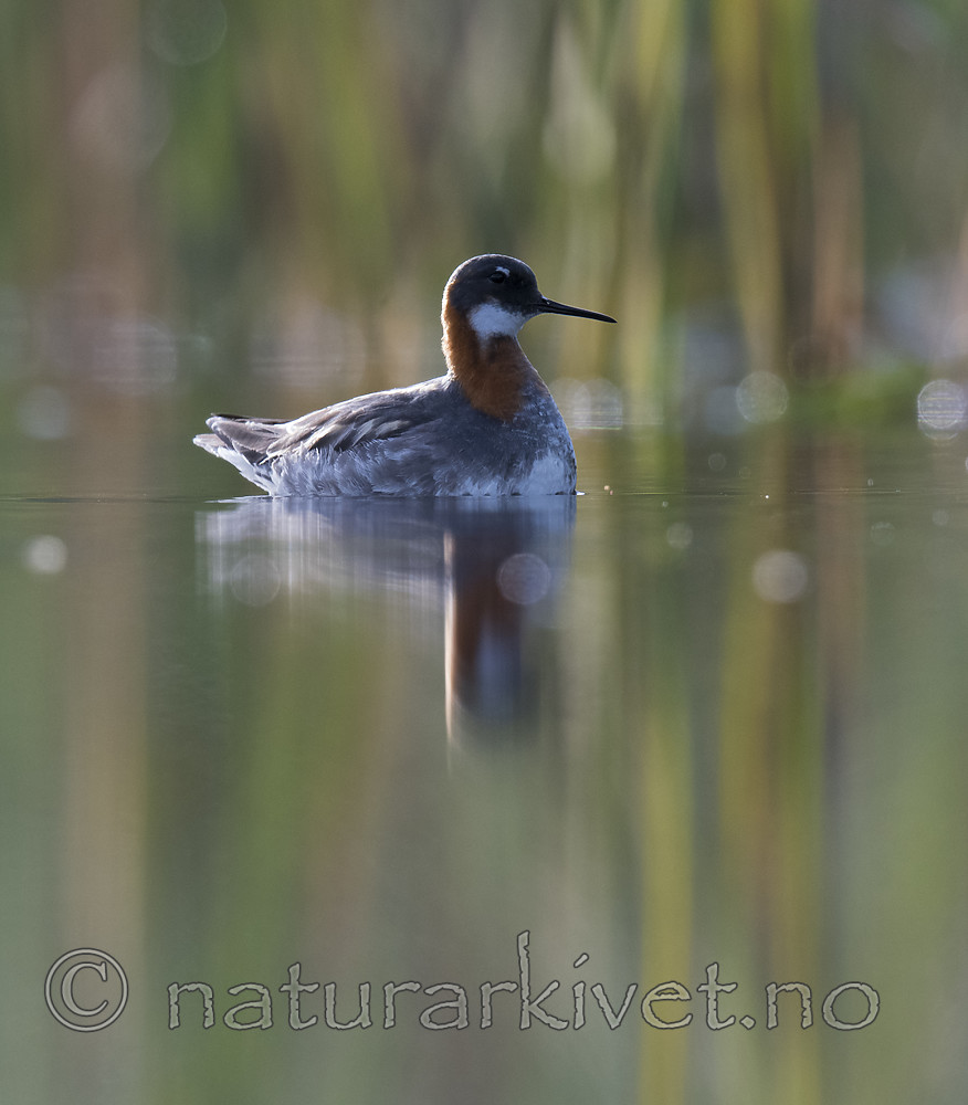 BB_20170629_0201 / Phalaropus lobatus / Svømmesnipe