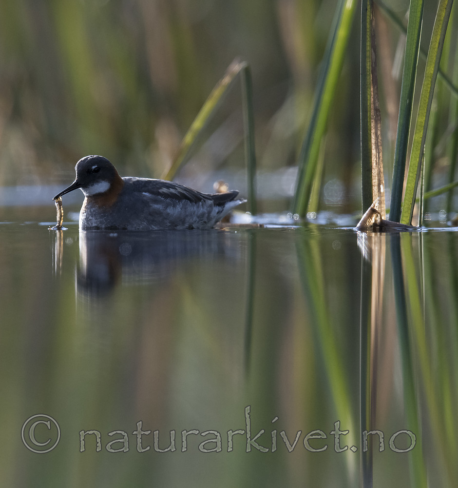 BB_20170629_0230 / Phalaropus lobatus / Svømmesnipe