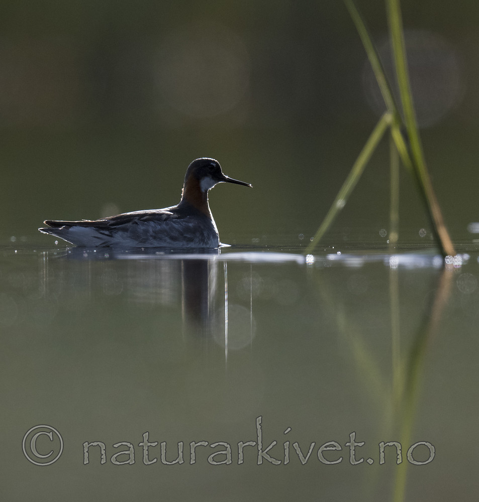 BB_20170629_0313 / Phalaropus lobatus / Svømmesnipe