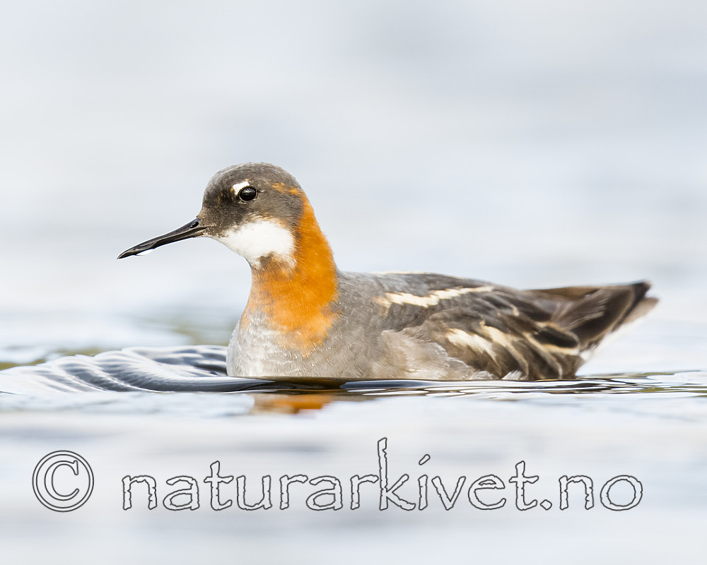 BB_20170629_0710 / Phalaropus lobatus / Svømmesnipe
