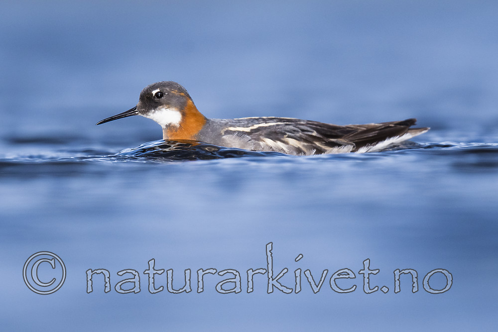 BB_20170629_0740 / Phalaropus lobatus / Svømmesnipe