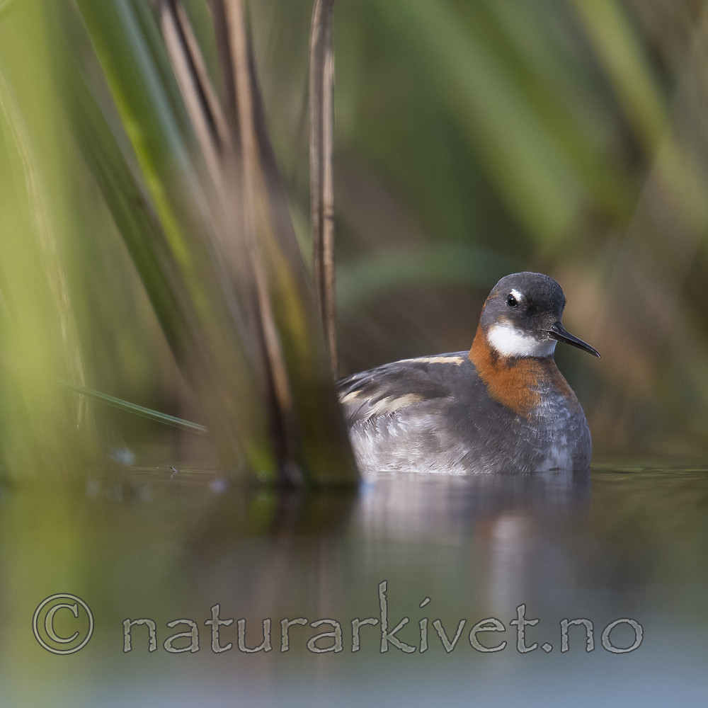 BB_20170629_0789 / Phalaropus lobatus / Svømmesnipe