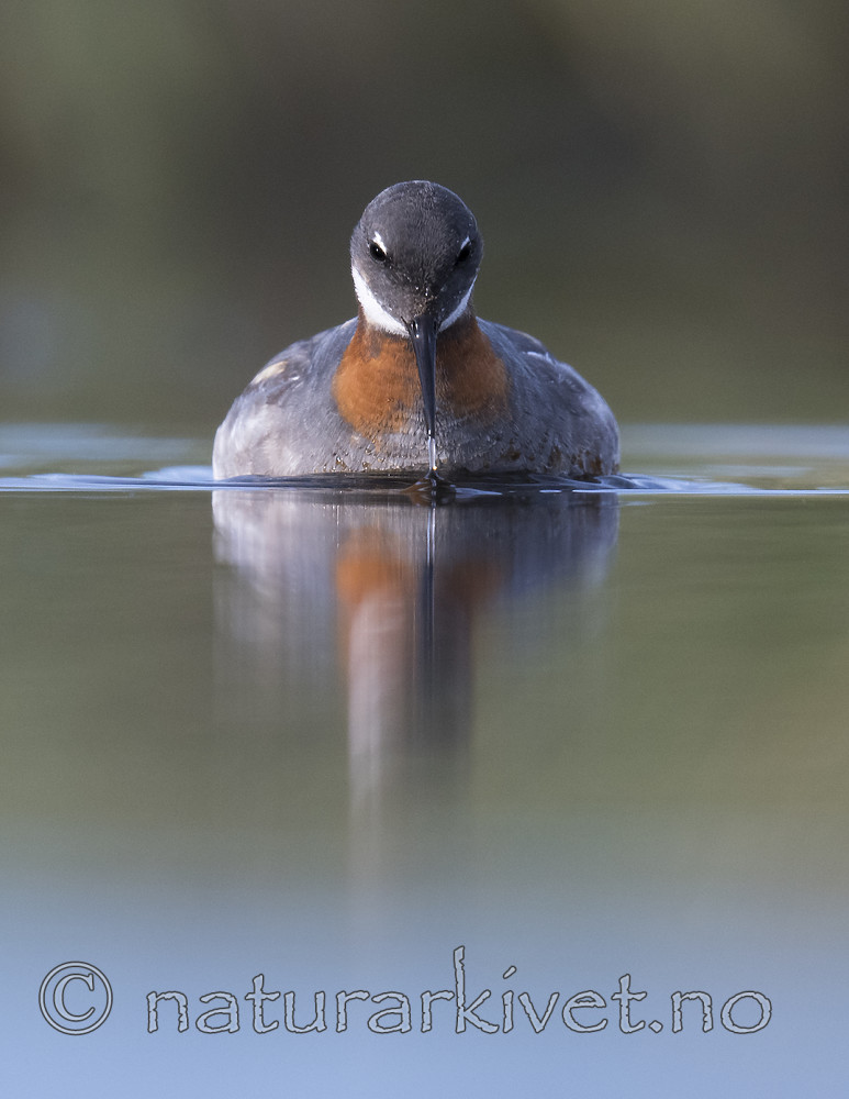 BB_20170629_0858 / Phalaropus lobatus / Svømmesnipe