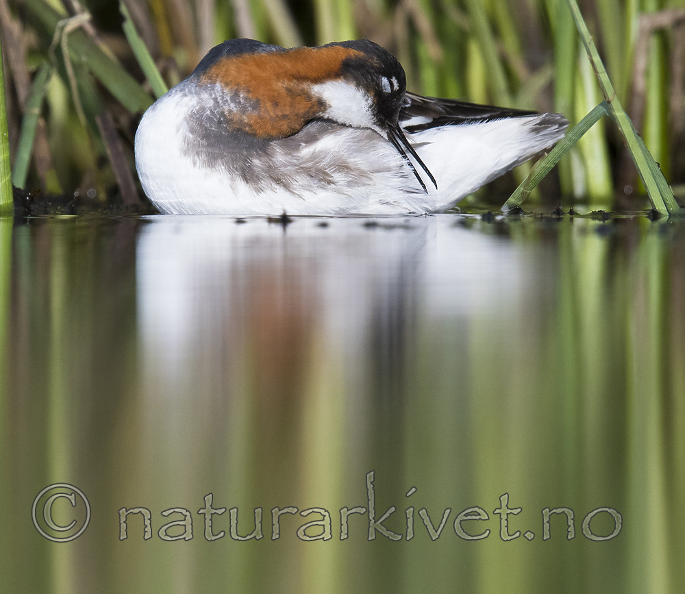 BB_20170629_1009 / Phalaropus lobatus / Svømmesnipe