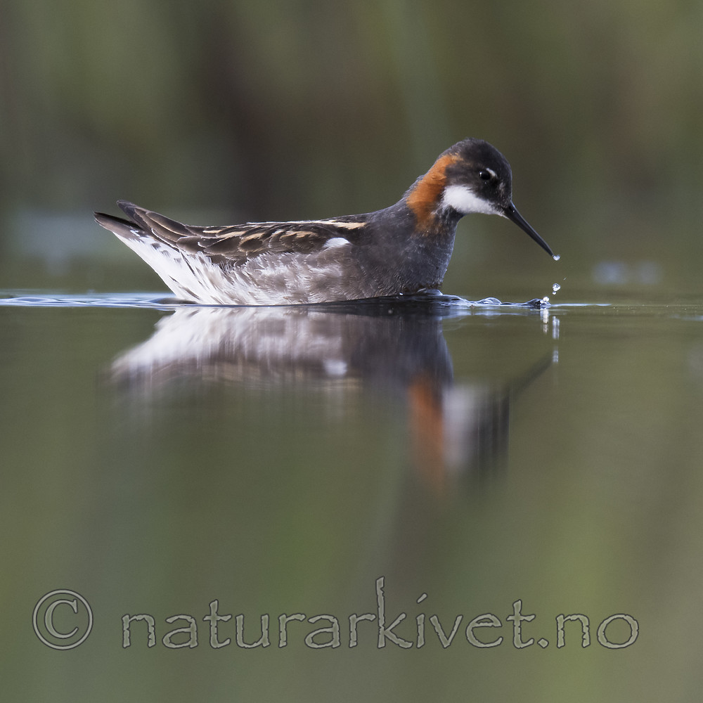 BB_20170629_1073 / Phalaropus lobatus / Svømmesnipe