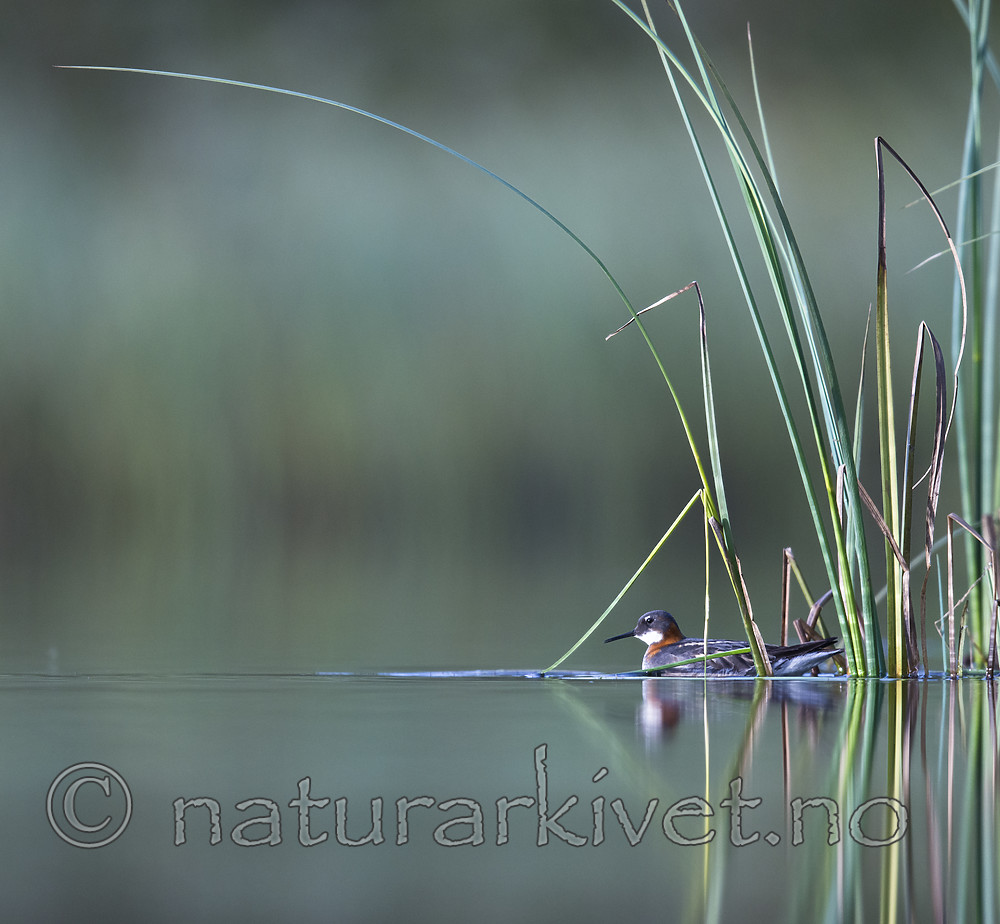 BB_20170629_1113 / Phalaropus lobatus / Svømmesnipe