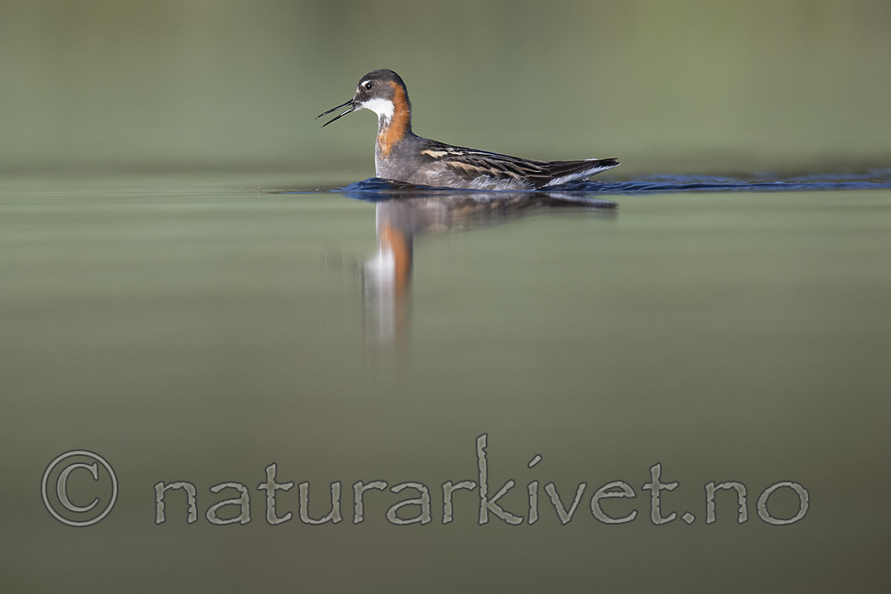 BB_20170629_1154 / Phalaropus lobatus / Svømmesnipe