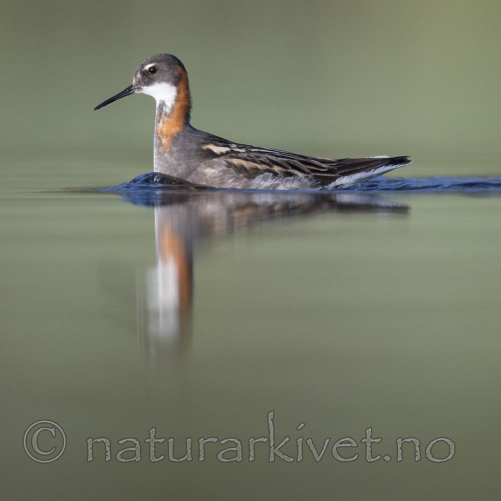 BB_20170629_1155 / Phalaropus lobatus / Svømmesnipe