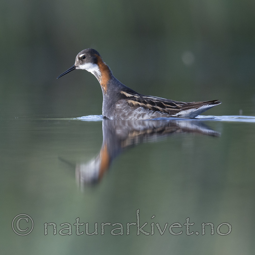 BB_20170629_1181 / Phalaropus lobatus / Svømmesnipe