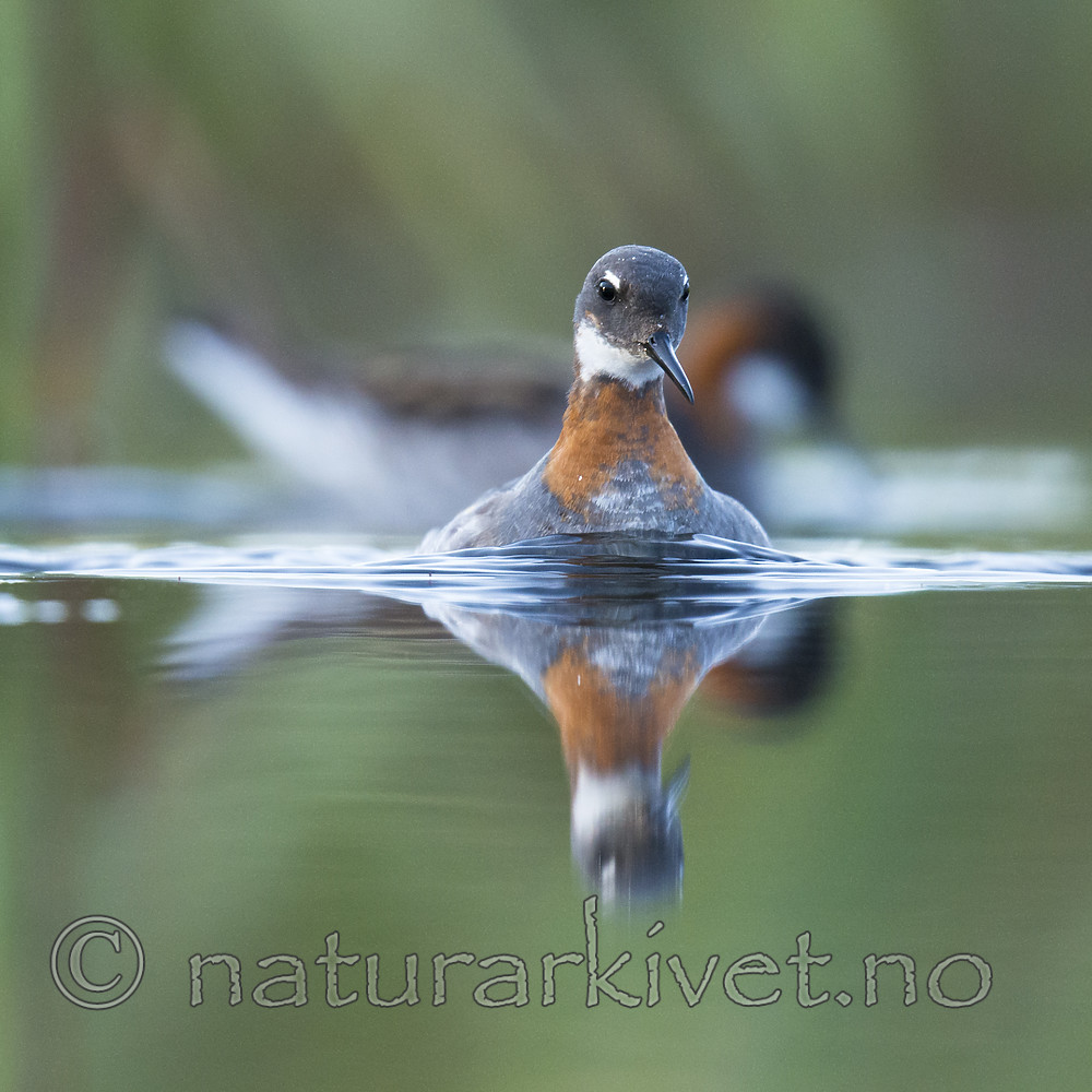 BB_20170629_1193 / Phalaropus lobatus / Svømmesnipe