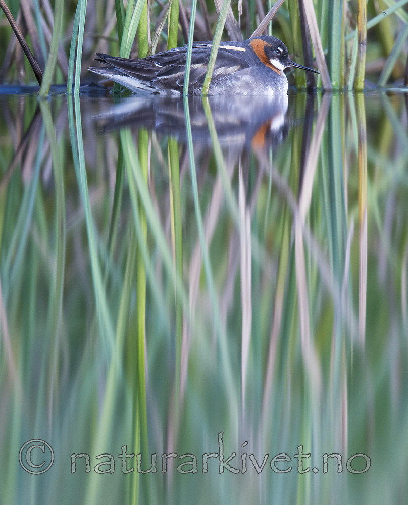 BB_20170629_1219 / Phalaropus lobatus / Svømmesnipe