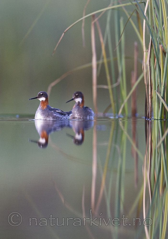 BB_20170629_1251 / Phalaropus lobatus / Svømmesnipe