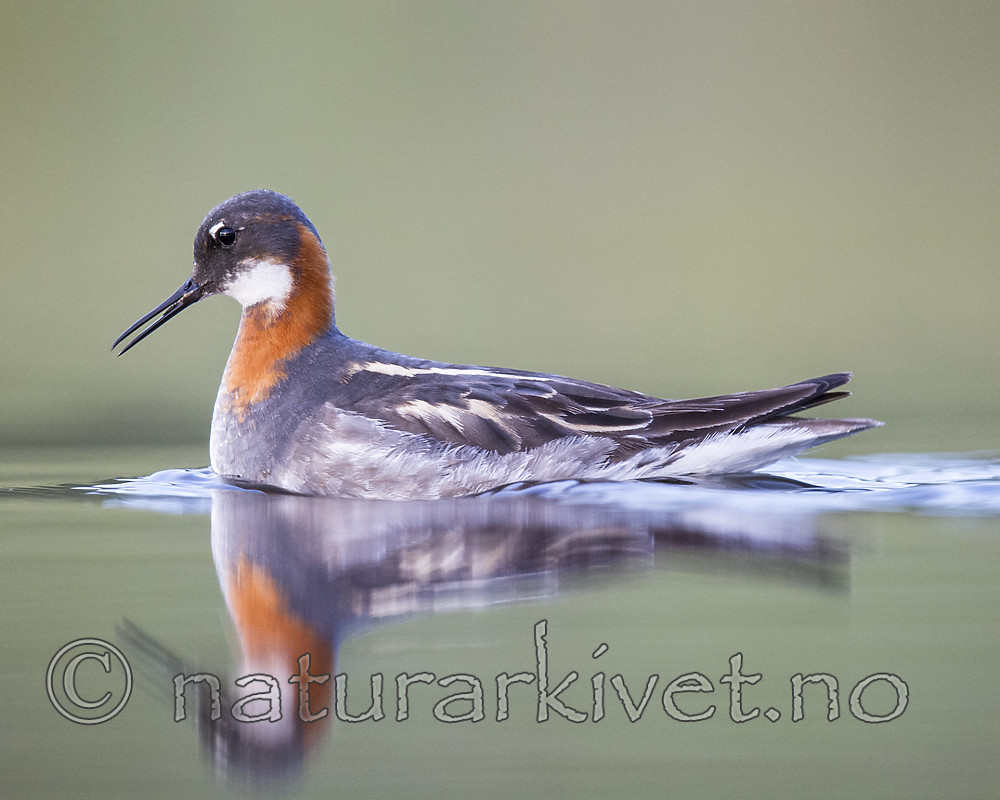 BB_20170629_1264 / Phalaropus lobatus / Svømmesnipe