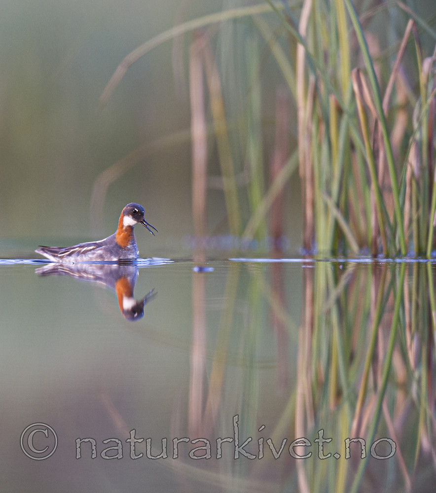 BB_20170629_1291 / Phalaropus lobatus / Svømmesnipe