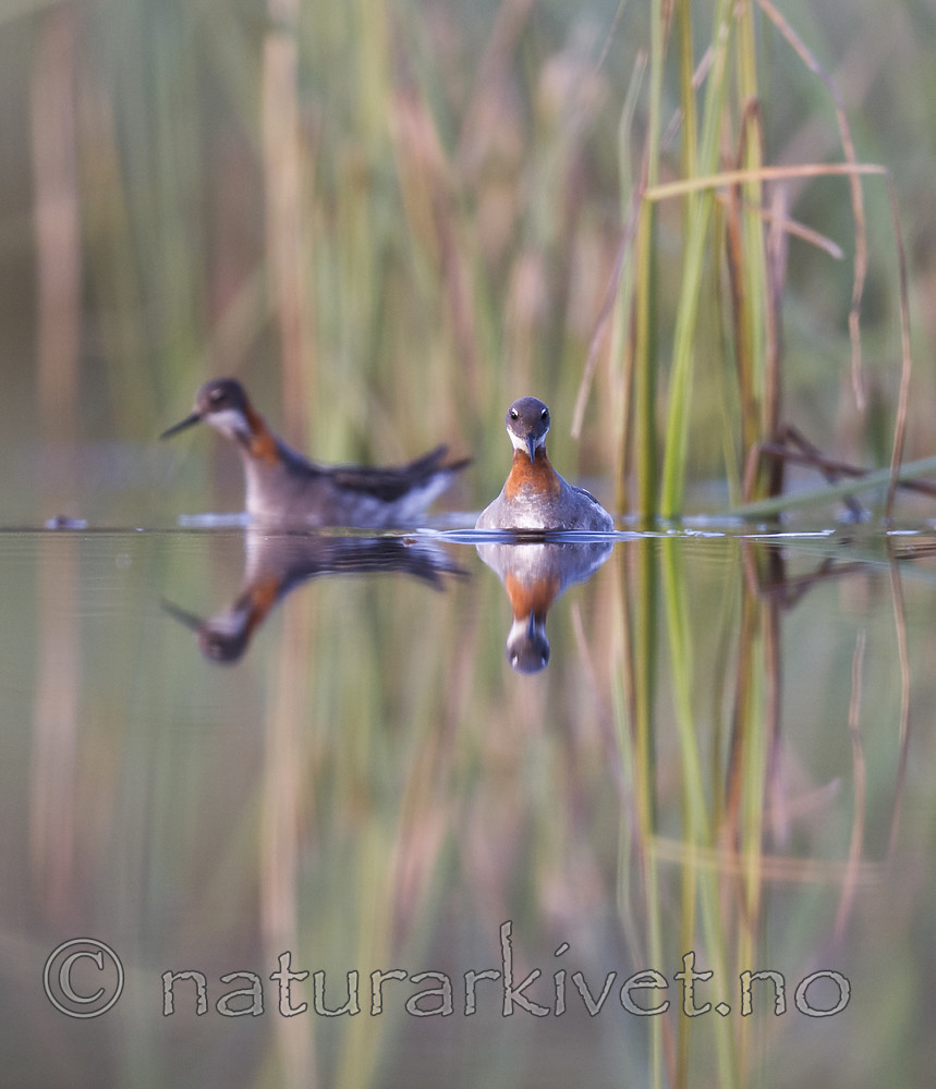 BB_20170629_1292 / Phalaropus lobatus / Svømmesnipe