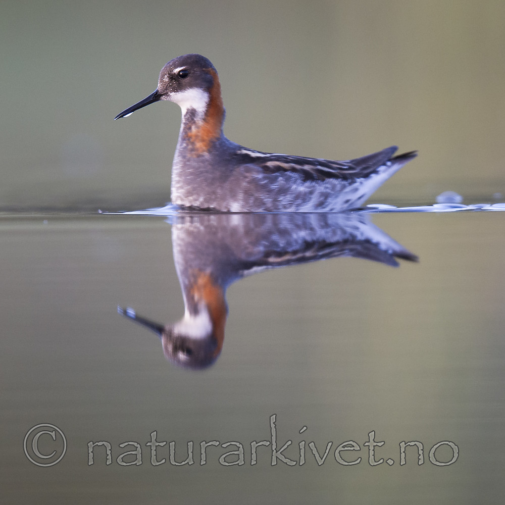 BB_20170629_1305 / Phalaropus lobatus / Svømmesnipe