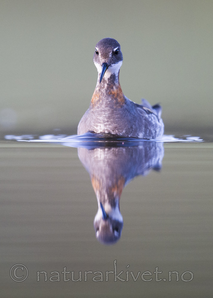 BB_20170629_1306 / Phalaropus lobatus / Svømmesnipe