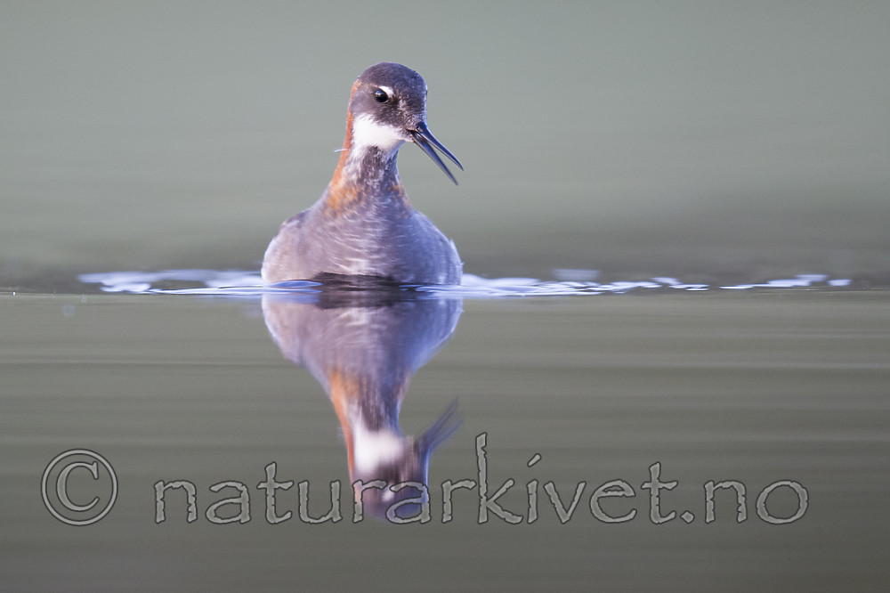 BB_20170629_1308 / Phalaropus lobatus / Svømmesnipe