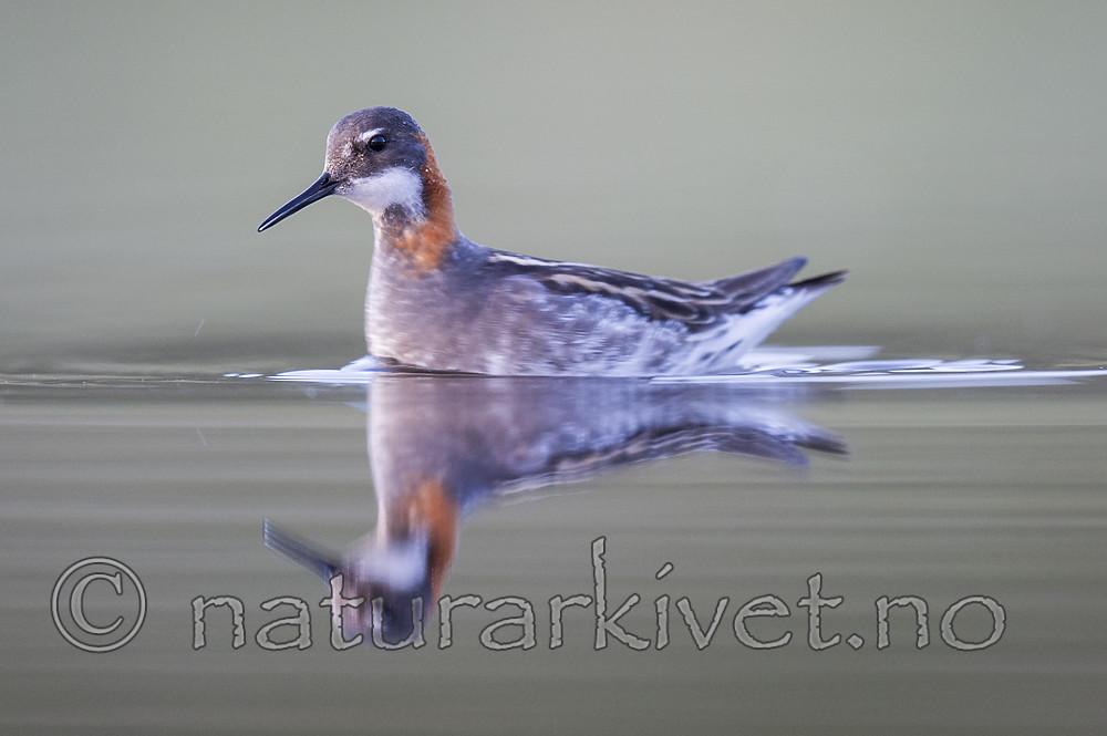 BB_20170629_1311 / Phalaropus lobatus / Svømmesnipe