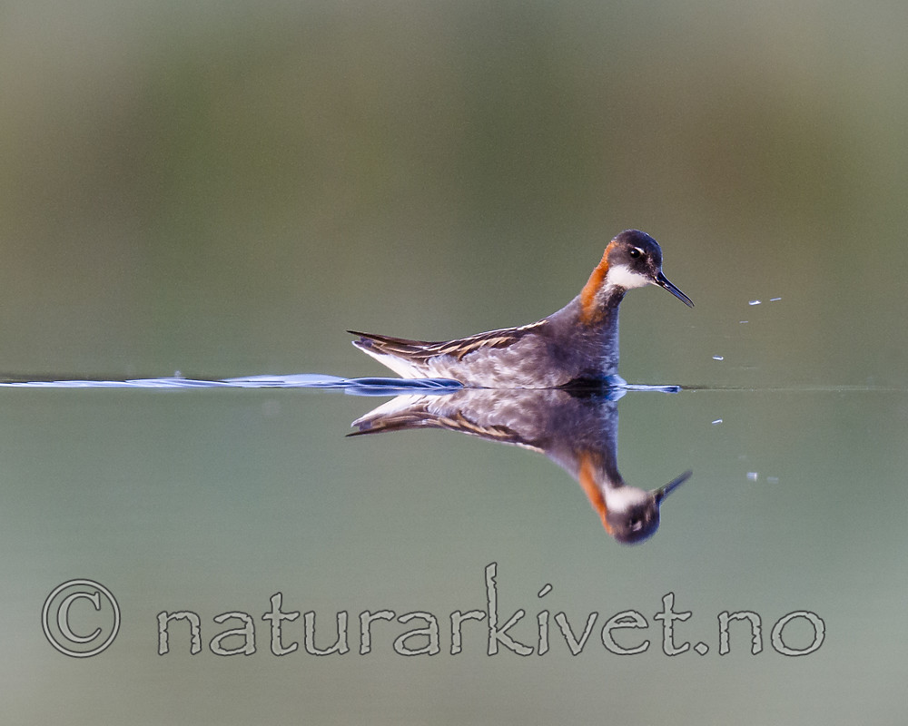 BB_20170629_1315 / Phalaropus lobatus / Svømmesnipe
