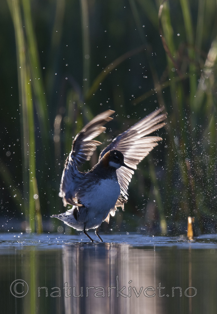 BB_20170630_0087 / Phalaropus lobatus / Svømmesnipe