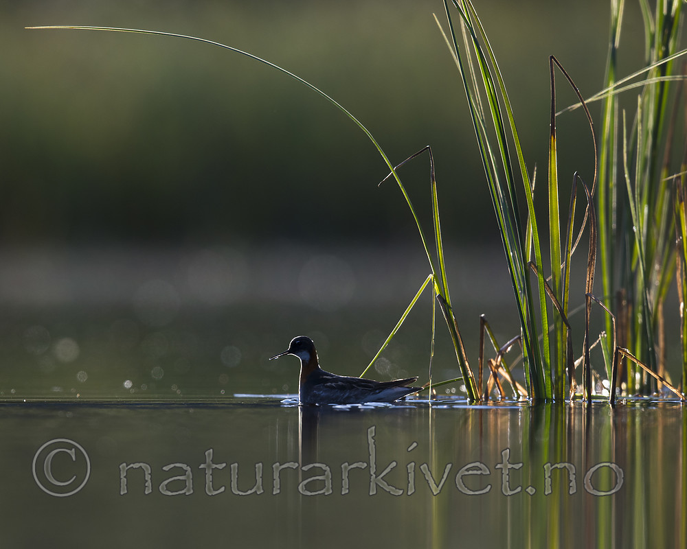 BB_20170630_0100 / Phalaropus lobatus / Svømmesnipe